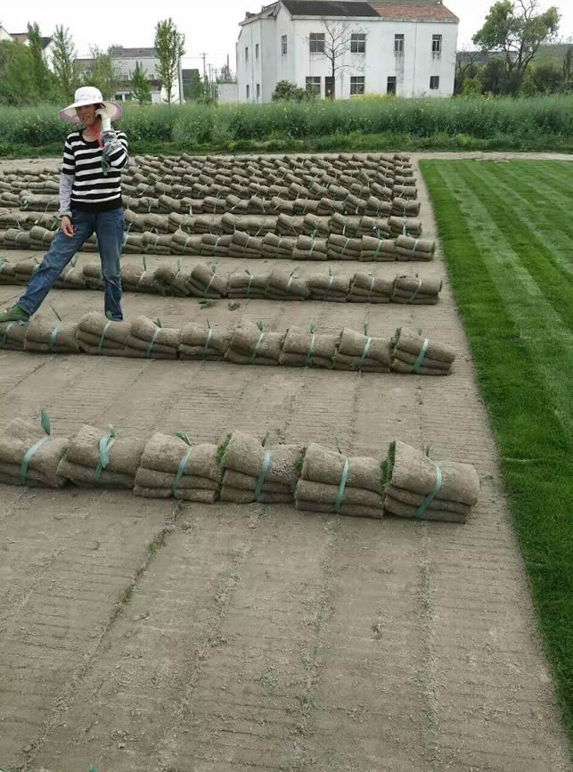 出貨后的草場(chǎng)