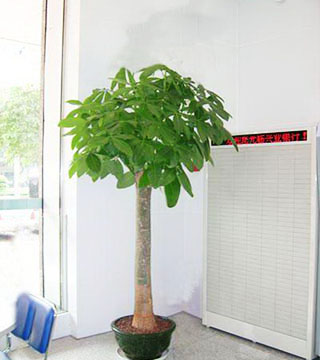 蘇州花卉租賃有什么好處？