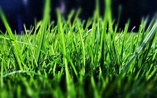 綠色，中國高質(zhì)量發(fā)展的動(dòng)人色彩