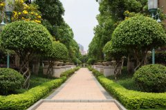 蘇州綠化養(yǎng)護公司-綠化養(yǎng)護服務(wù)方案